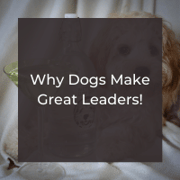 Dogs